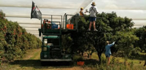 Growing Fresh Lychees